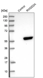 Western blot analysis in control (vector only transfected HEK293T lysate) and RWDD2A over-expression lysate (Co-expressed with a C-terminal myc-DDK tag (~3.1 kDa) in mammalian HEK293T cells, LY409561).