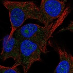 Anti-PAK1IP1 Antibody