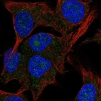 Anti-PAK1IP1 Antibody