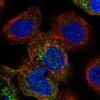 Immunofluorescent staining of human cell line A-431 shows localization to cytosol & mitochondria.