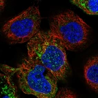 Immunofluorescent staining of human cell line A-431 shows localization to cytosol & mitochondria.