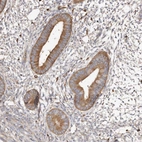 Immunohistochemical staining of human endometrium shows moderate cytoplasmic positivity in glandular cells.