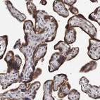 Immunohistochemical staining of human placenta shows strong cytoplasmic positivity in trophoblastic cells.