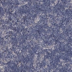 Immunohistochemical staining of human lymph node shows no positivity in non-germinal center cells as expected.