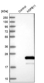 Western blot analysis in control (vector only transfected HEK293T lysate) and HSPB11 over-expression lysate (Co-expressed with a C-terminal myc-DDK tag (~3.1 kDa) in mammalian HEK293T cells, LY414172).