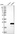 Anti-HSPB11 Antibody