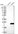 Anti-HSPB11 Antibody