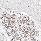 Anti-IQGAP3 Antibody