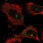 Immunofluorescent staining of human cell line U-251 MG shows localization to centrosome.