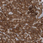 Immunohistochemical staining of human pancreas shows moderate to strong cytoplasmic positivity in exocrine glandular cells and islets of Langerhans.