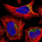 Immunofluorescent staining of human cell line U-2 OS shows localization to mitochondria.