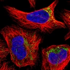 Immunofluorescent staining of human cell line U-2 OS shows localization to mitochondria.