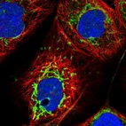 Immunofluorescent staining of human cell line A-431 shows localization to nucleus, nucleoli & mitochondria.