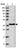 Anti-RFC3 Antibody