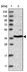 Anti-RFC3 Antibody