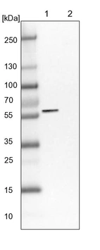 Lane 1: NIH-3T3 cell lysate (Mouse embryonic fibroblast cells)_br/_Lane 2: NBT-II cell lysate (Rat Wistar bladder tumour cells)