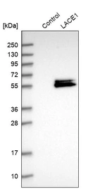 Western blot analysis in control (vector only transfected HEK293T lysate) and LACE1 over-expression lysate (Co-expressed with a C-terminal myc-DDK tag (~3.1 kDa) in mammalian HEK293T cells, LY407962).