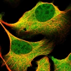 Immunofluorescent staining of human cell line U-2 OS shows localization to nucleoplasm & cytosol.