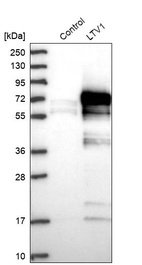 Western blot analysis in control (vector only transfected HEK293T lysate) and LTV1 over-expression lysate (Co-expressed with a C-terminal myc-DDK tag (~3.1 kDa) in mammalian HEK293T cells, LY409894).