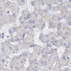 Immunohistochemical staining of human liver using Anti-FRS3 antibody HPA030162.