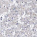 Immunohistochemical staining of human liver using Anti-FRS3 antibody HPA030162.