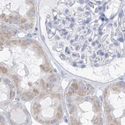 Immunohistochemical staining of human kidney using Anti-FRS3 antibody HPA030162.