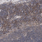 Immunohistochemical staining of human lymph node shows moderate cytoplasmic positivity in non-germinal center cells.