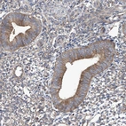 Immunohistochemical staining of human endometrium shows moderate cytoplasmic-membranous positivity in glandular cells.