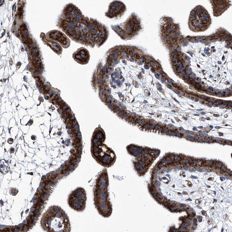 Anti-TJAP1 Antibody
