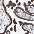 Anti-TJAP1 Antibody