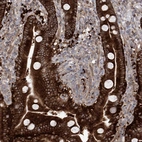 Immunohistochemical staining of human Duodenum shows strong cytoplasmic positivity in glandular cells.