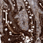 Immunohistochemical staining of human Duodenum shows strong cytoplasmic positivity in glandular cells.