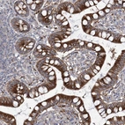 Immunohistochemical staining of human Small intestine shows strong cytoplasmic positivity in glandular cells.