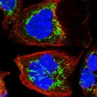 Immunofluorescent staining of human cell line A-431 shows localization to mitochondria.
