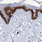 Immunohistochemical staining of human skin using Anti-FRS3 antibody HPA030174.