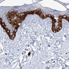 Immunohistochemical staining of human skin using Anti-FRS3 antibody HPA030174.