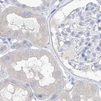 Immunohistochemical staining of human kidney using Anti-FRS3 antibody HPA030174.