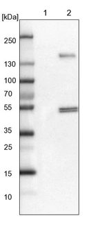 Lane 1: NIH-3T3 cell lysate (Mouse embryonic fibroblast cells)_br/_Lane 2: NBT-II cell lysate (Rat Wistar bladder tumour cells)