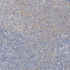 Anti-MICAL1 Antibody