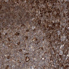 Anti-MICAL1 Antibody