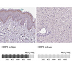 Anti-HOPX Antibody