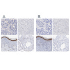 Immunohistochemical staining of human gastrointestinal, liver, skin and testis using Anti-FLG antibody HPA030188 (A) shows similar protein distribution across tissues to independent antibody HPA030189 (B).
