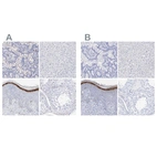 Immunohistochemical staining of human gastrointestinal, liver, skin and testis using Anti-FLG antibody HPA030188 (A) shows similar protein distribution across tissues to independent antibody HPA030189 (B).