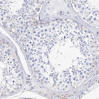 Immunohistochemical staining of human testis shows negative to very weak positivity in a subset of cells in seminiferous ducts.