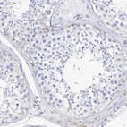 Immunohistochemical staining of human testis shows negative to very weak positivity in a subset of cells in seminiferous ducts.
