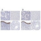 Immunohistochemical staining of human gastrointestinal, liver, skin and testis using Anti-FLG antibody HPA030189 (A) shows similar protein distribution across tissues to independent antibody HPA030188 (B).