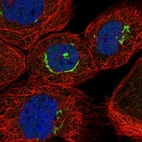 Immunofluorescent staining of human cell line A-431 shows localization to the Golgi apparatus.
