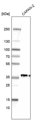 Western blot analysis in human cell line CAPAN-2.