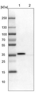 Lane 1: NIH-3T3 cell lysate (Mouse embryonic fibroblast cells)_br/_Lane 2: NBT-II cell lysate (Rat Wistar bladder tumour cells)