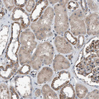 Immunohistochemical staining of human kidney shows weak to moderate cytoplasmic positivity in cells in tubules.